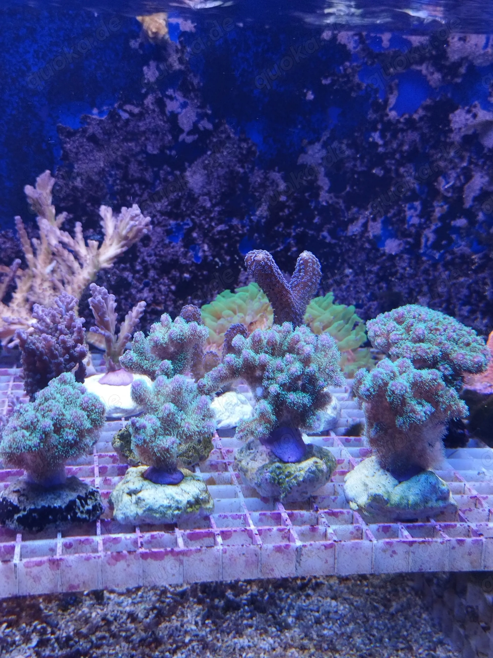 Meerwasser- Korallenableger SPS, Zoanthus