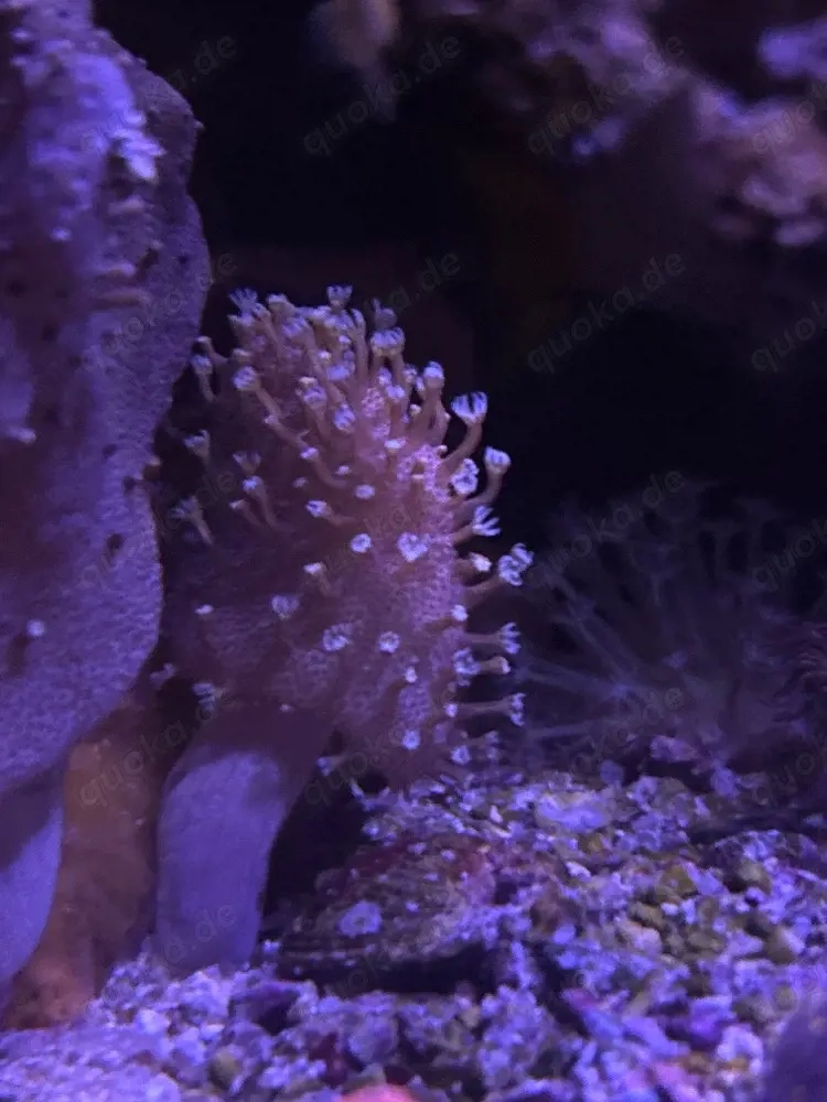 Fingerleder Koralle   robust & pflegeleicht   Ableger