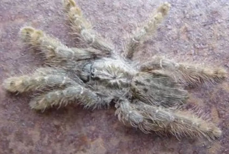 vogelspinne heteroscodra maculata mit terrar