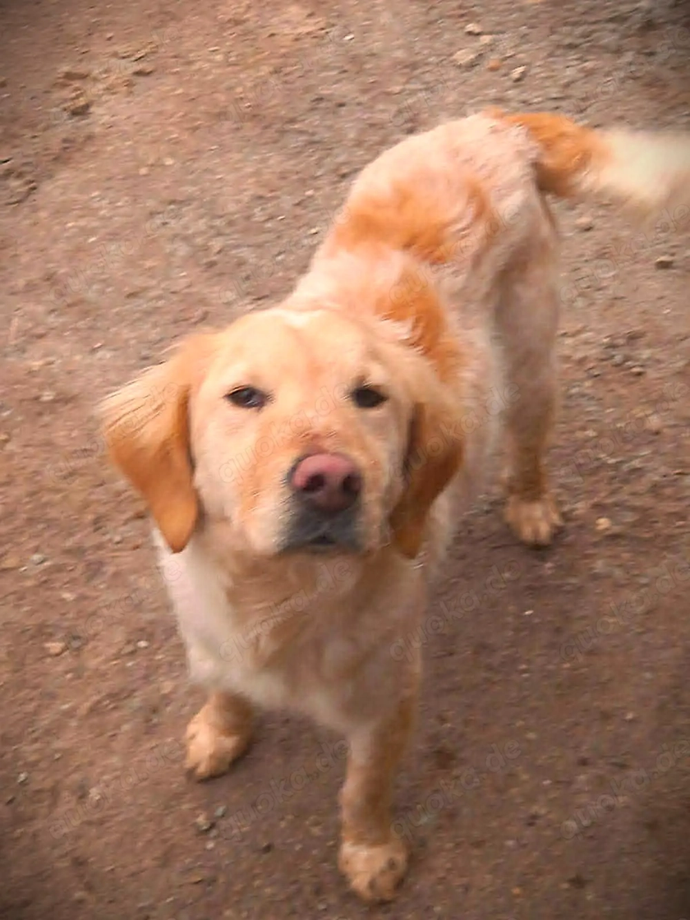 Shirley   wunderschönes Setter-Mix-Mädchen wünscht sich ein liebes Zuhause