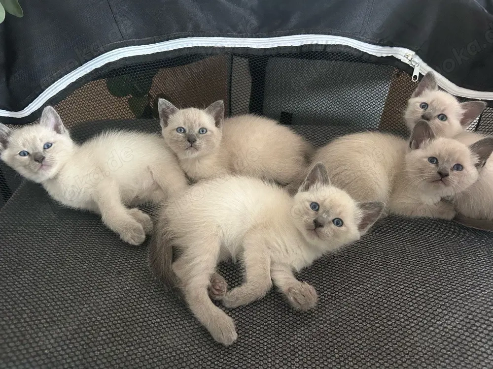 Reinrassige Siamkitten