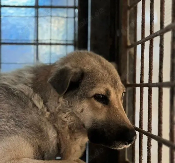  Ängstliche Kami sucht schützendes Zuhause