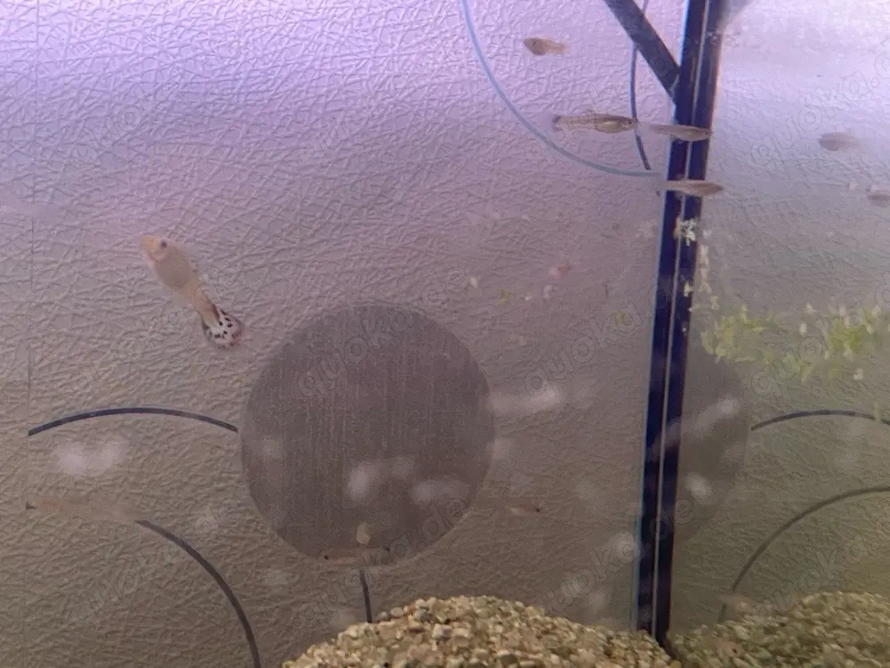 junge Guppys zu verkaufen 