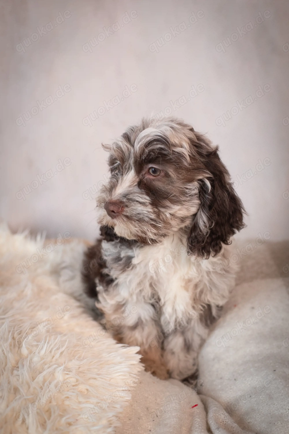  Cockapoo - Choco, Merle