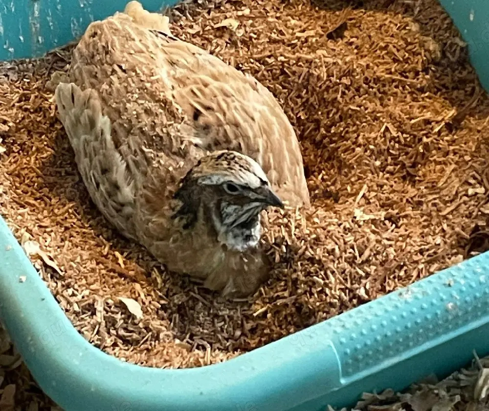 Wachtel, Wachtelhahn