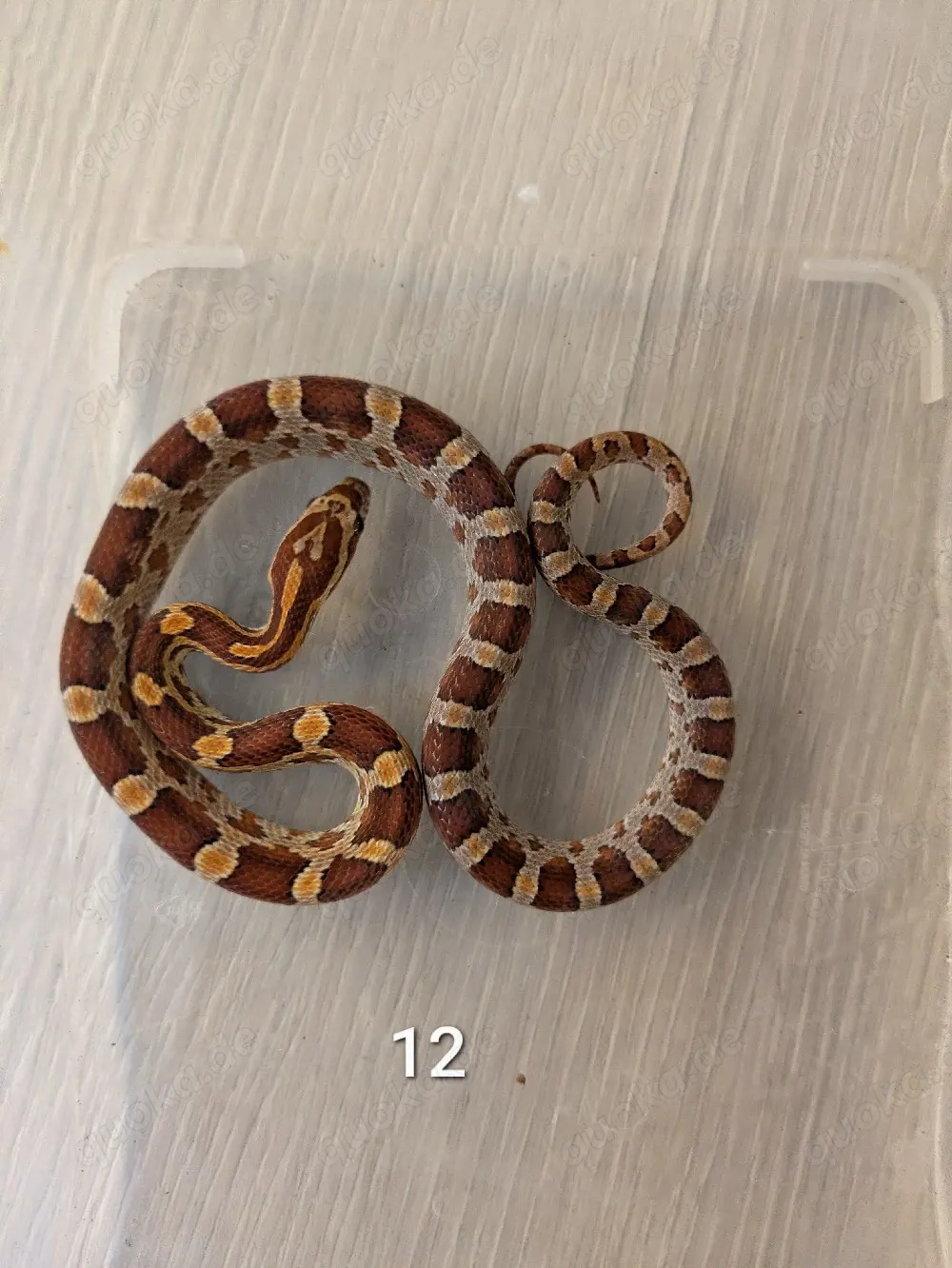 Kornnatter NZ 07 2025 Wildfarben