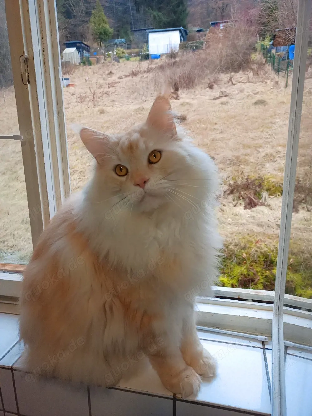 Maine-Coon-Kater sucht liebevolles Einzelzuhause