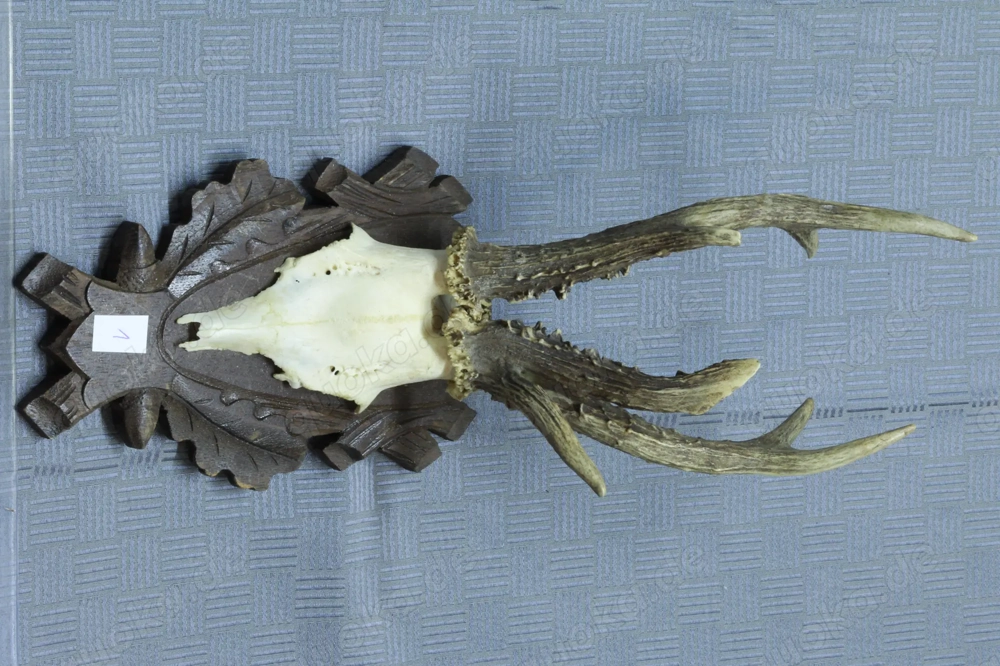 5 x Rehgeweihe, Rehbock, Geweih