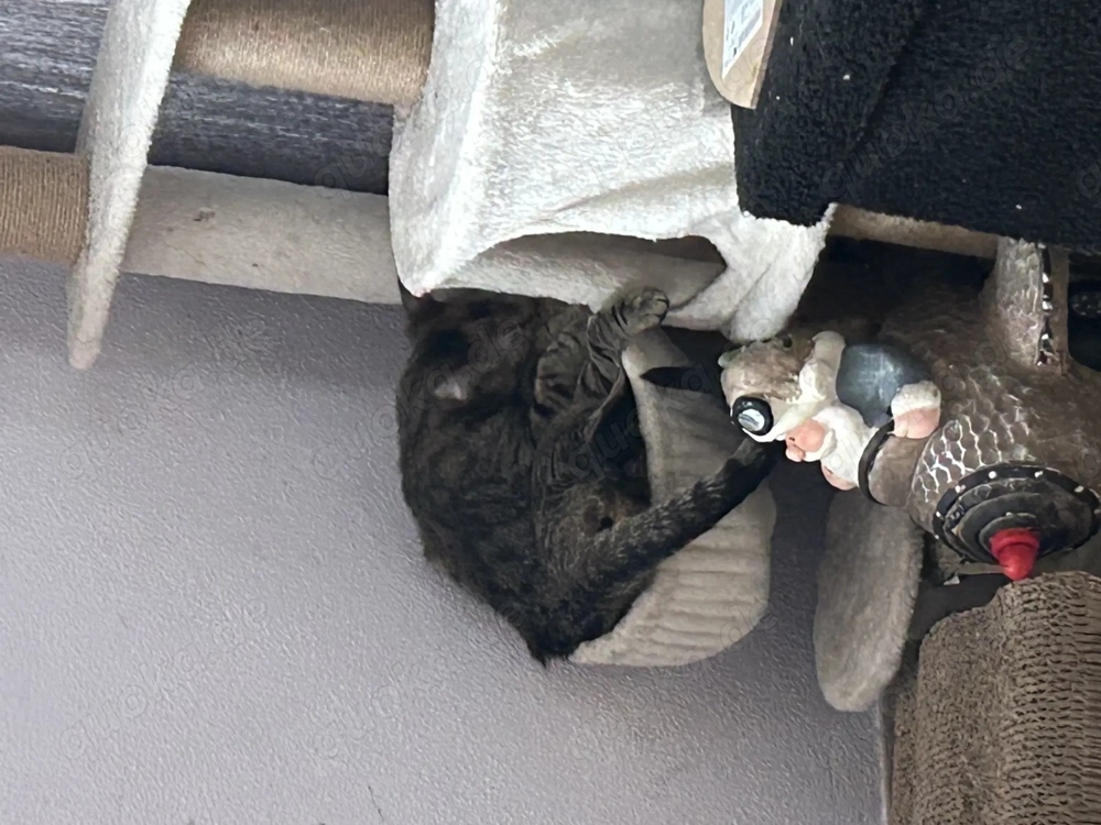 2 weibliche Katzen abzugeben 