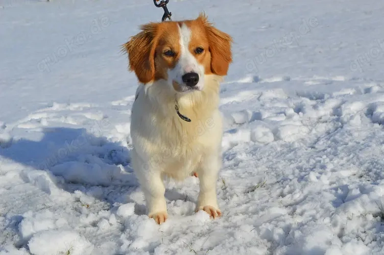 BUFFY, Sheltie Mischling (kastriert) SGB 625,00  