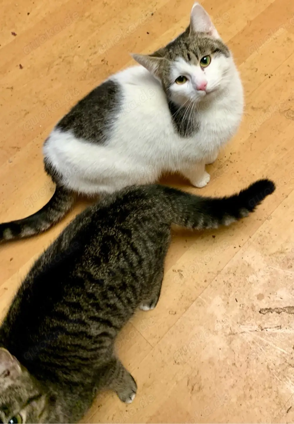 junge Katzen und Kater abzugeben