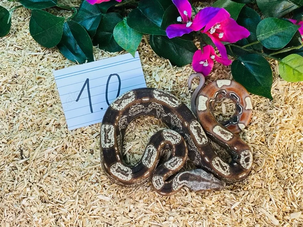 Boa Imperator IMG VPI Rlt