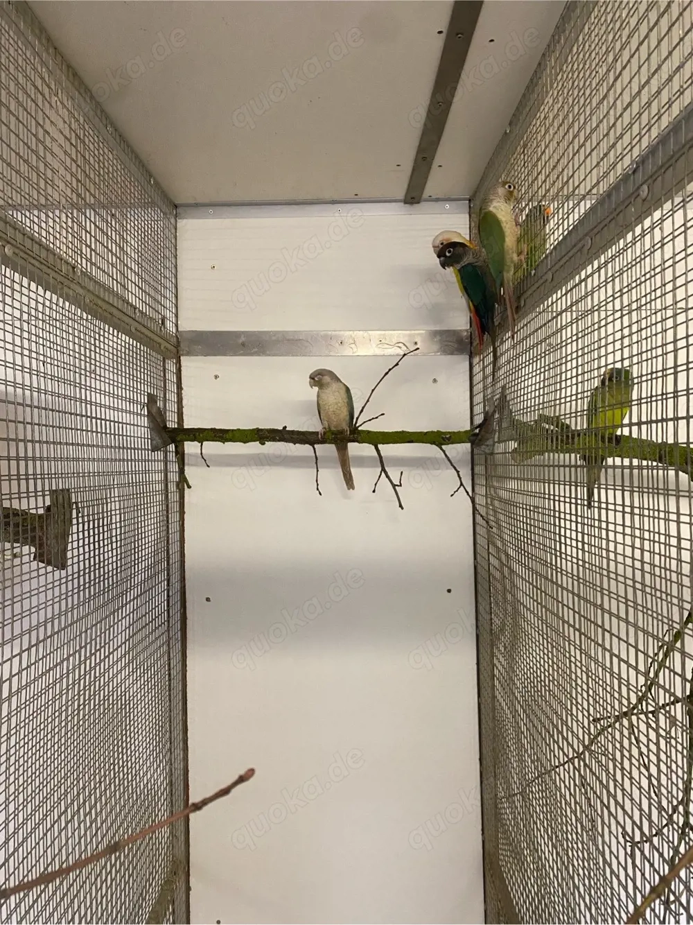 Grünwangenrotschwanzsittich