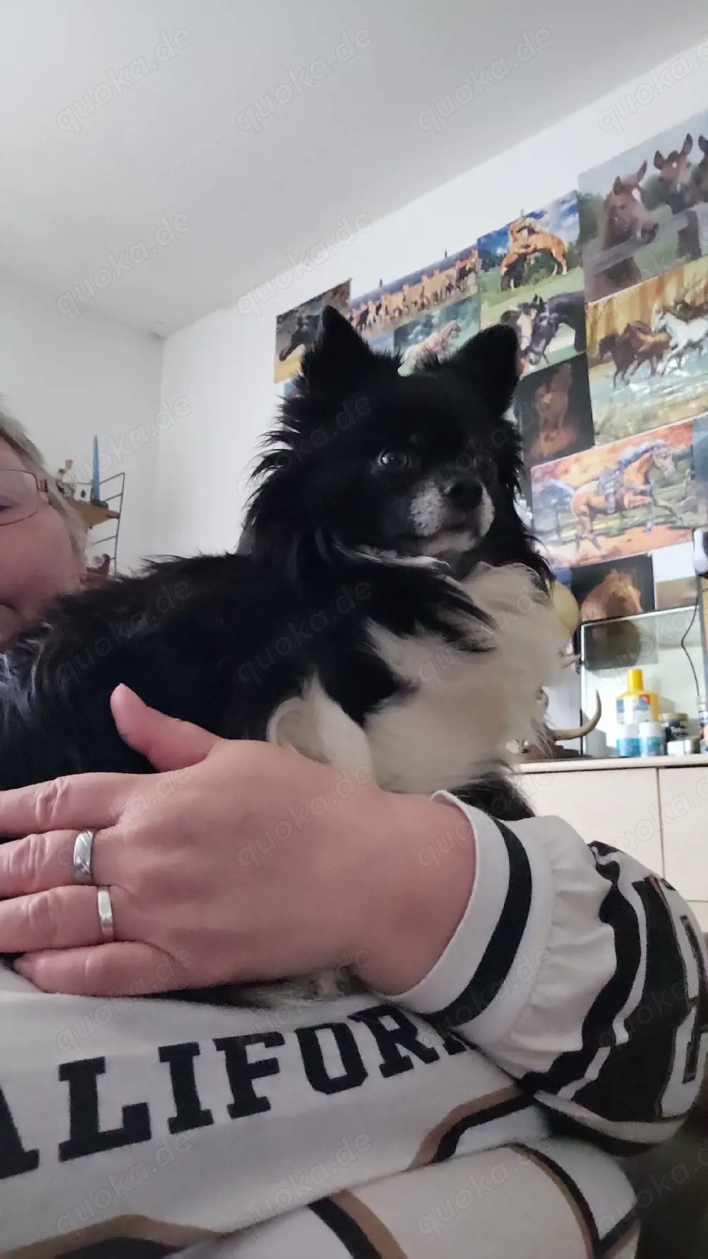 Chihuahua Rüde zum decken 