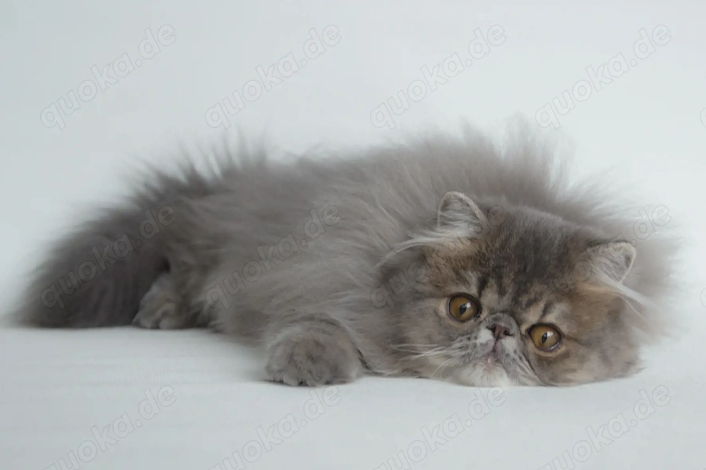 junge Perserdame sucht liebevolle Familie