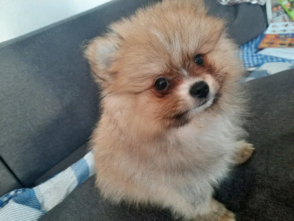 zwergspitz, 2 monate alt, junge, gesund