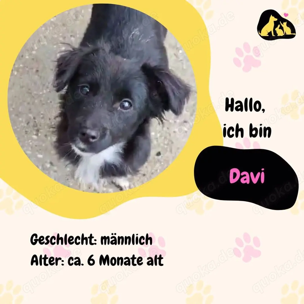  Davi   ein entspannter junger Entdecker sucht sein Zuhause 