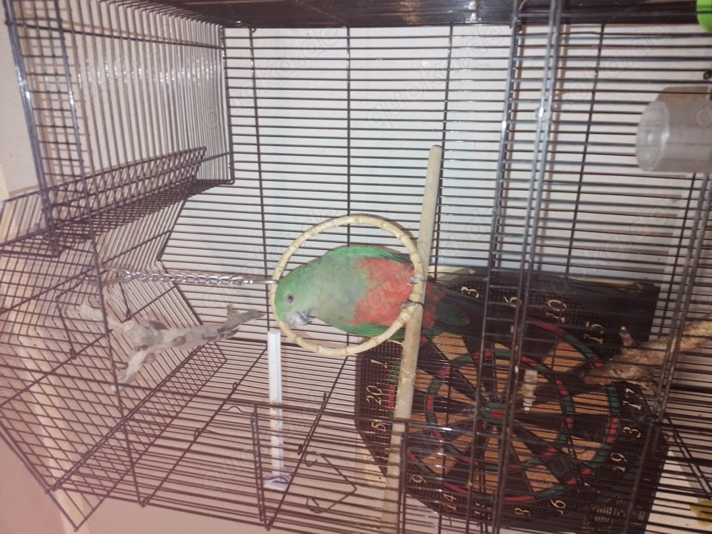 Königs Sittich Weiblich