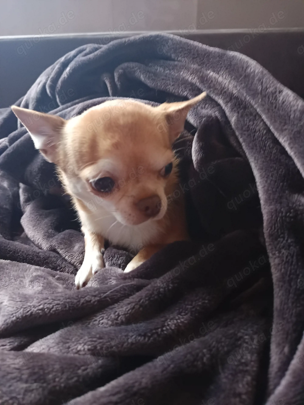 Deckrüde Chihuahua 