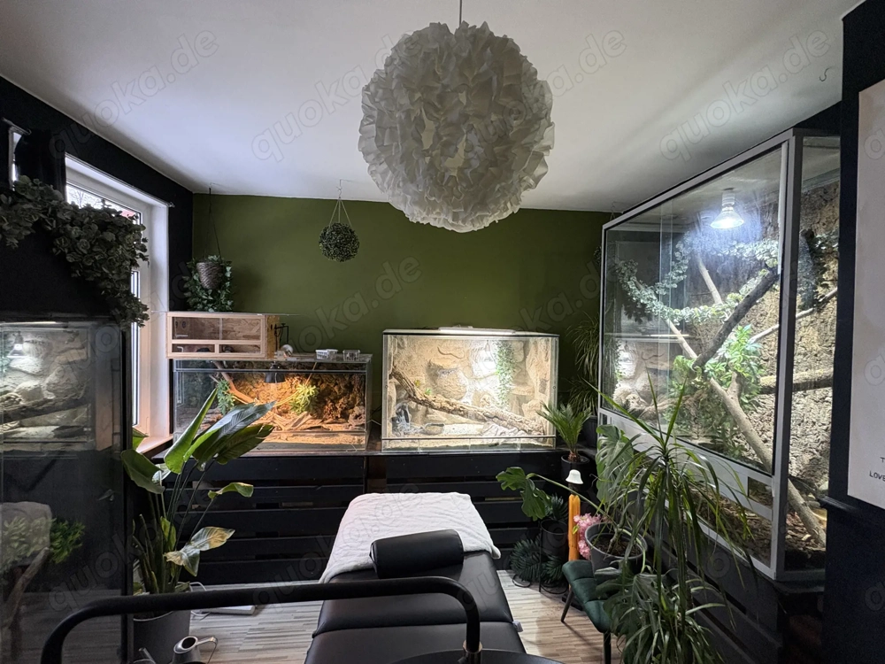 Diverse Terrarien und Bewohner zu verkaufen