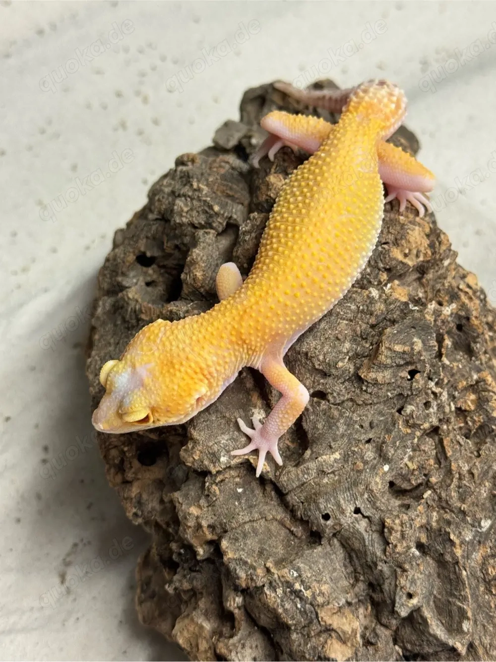 Leopardgecko Tangerine Radar Weibchen