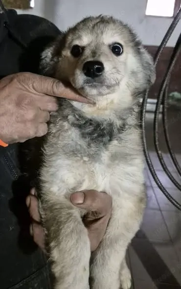 Welpenhündin 890521 sucht ihre Menschen