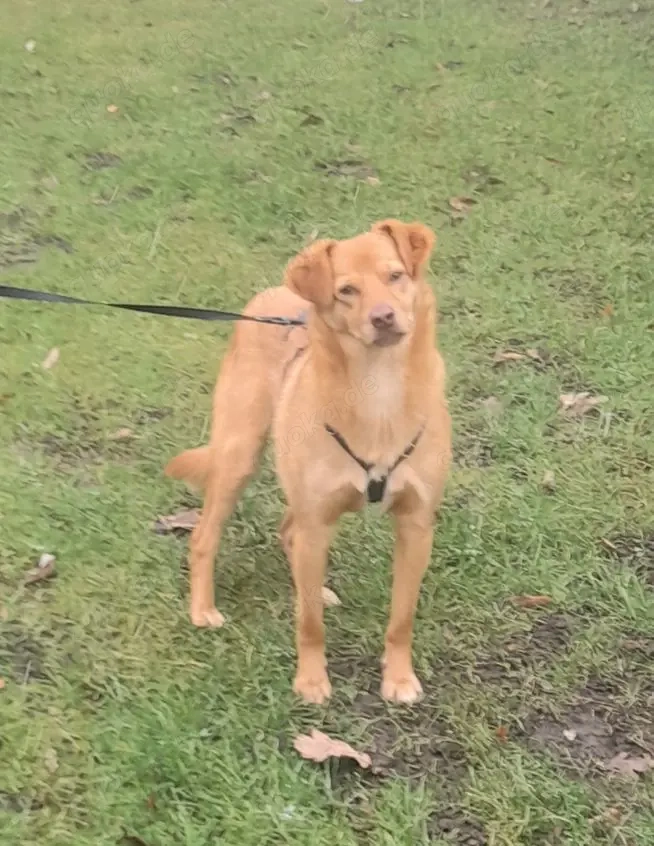 Retriever Mix Sky sucht schönes Zuhause