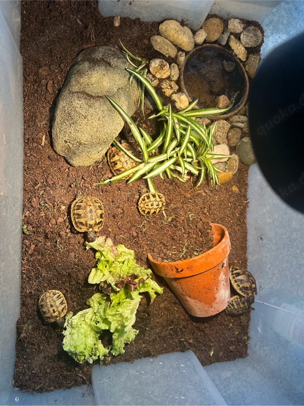 Zuckersüße Baby Schildkröten abzugeben