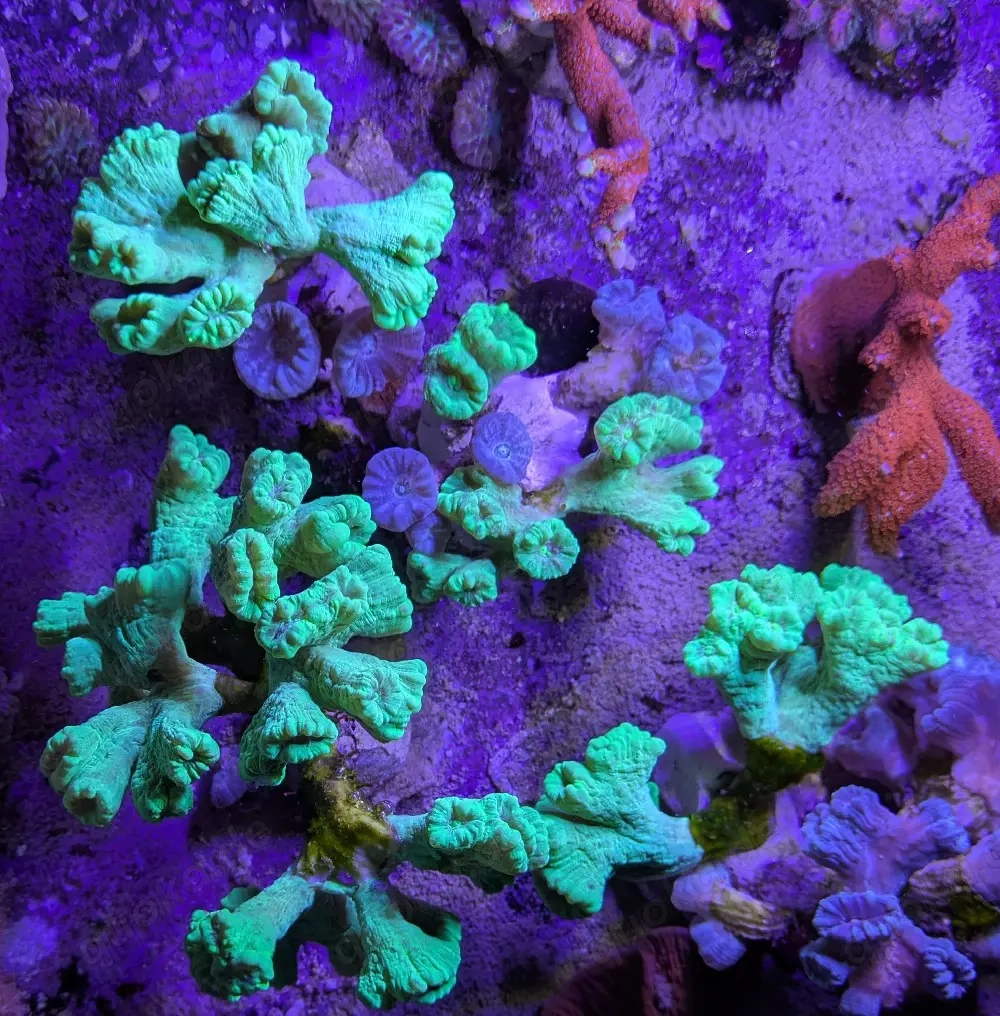 Caulastrea neon grün und mint, meerwasser