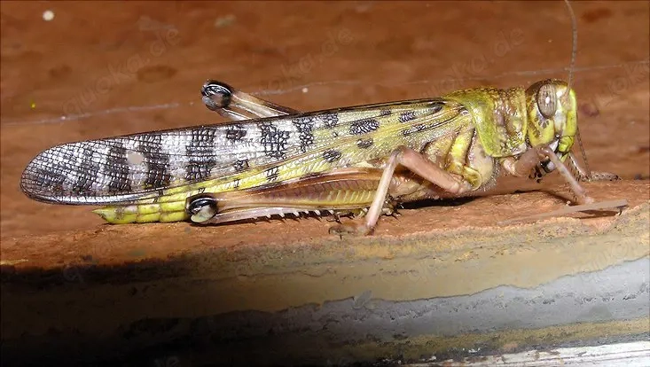 Futterinsekten Wüstenheuschrecken