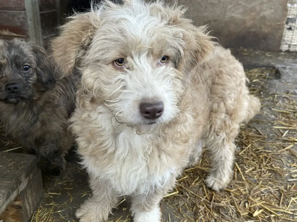 Finchen - fröhliche, liebenswerte und quirlige junge Hundedame