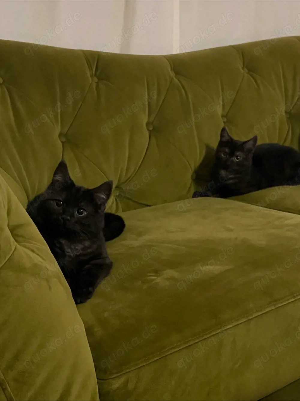 Unzertrennliche Katzen Geschwister 7 Monate suchen gemeinsam ein liebevolles Zuhause bkh ekh