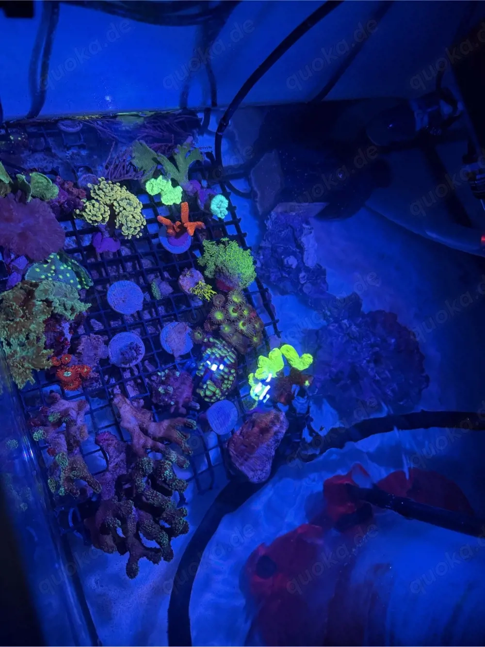 Korallen Ableger  Meerwasser 