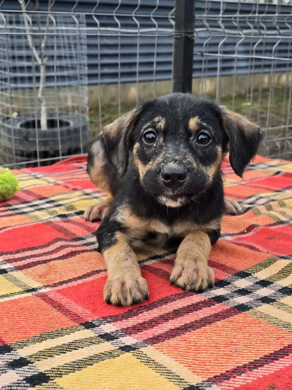 Danira - bereit für ein eigenes Zuhause!