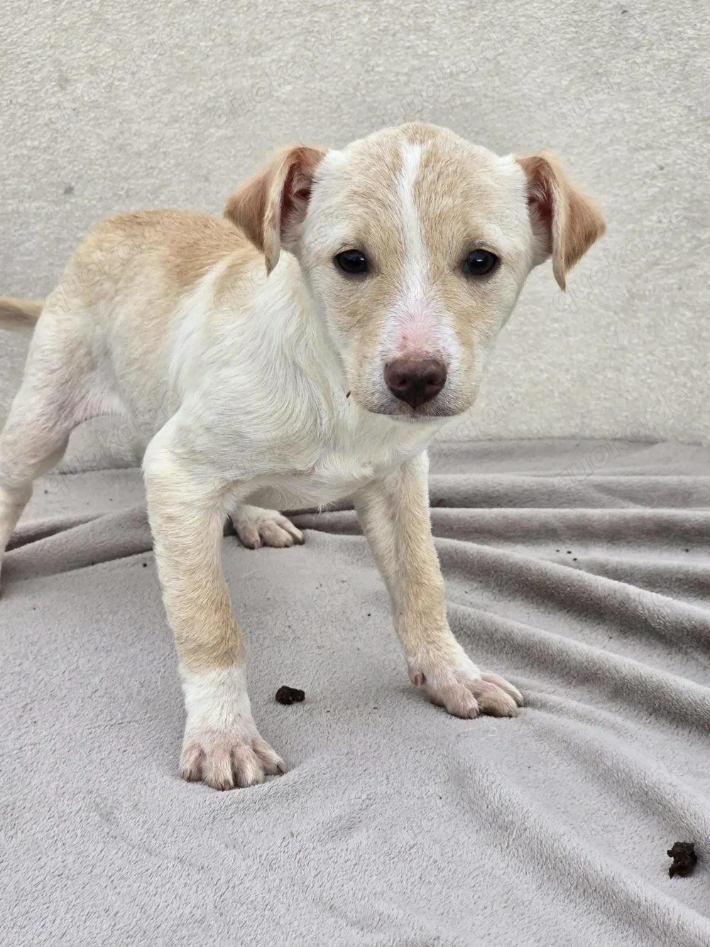 Dattel - wartet auf ihre Menschen!