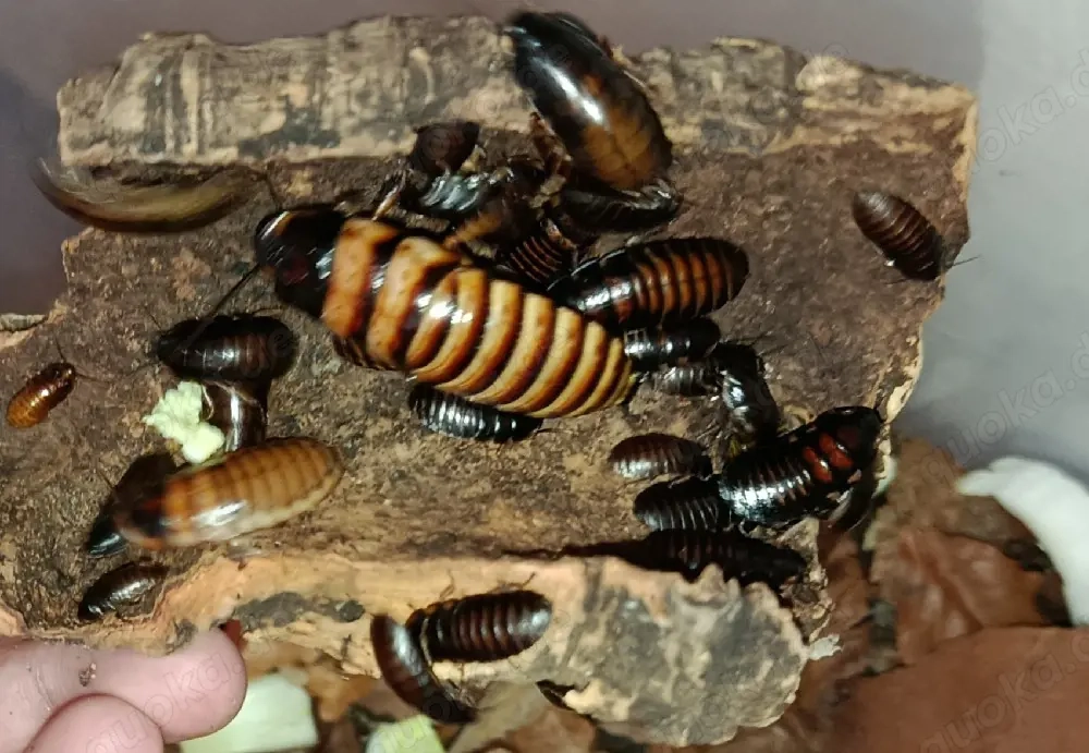 Halloween fauchschaben ( Elliptorhina javanica)