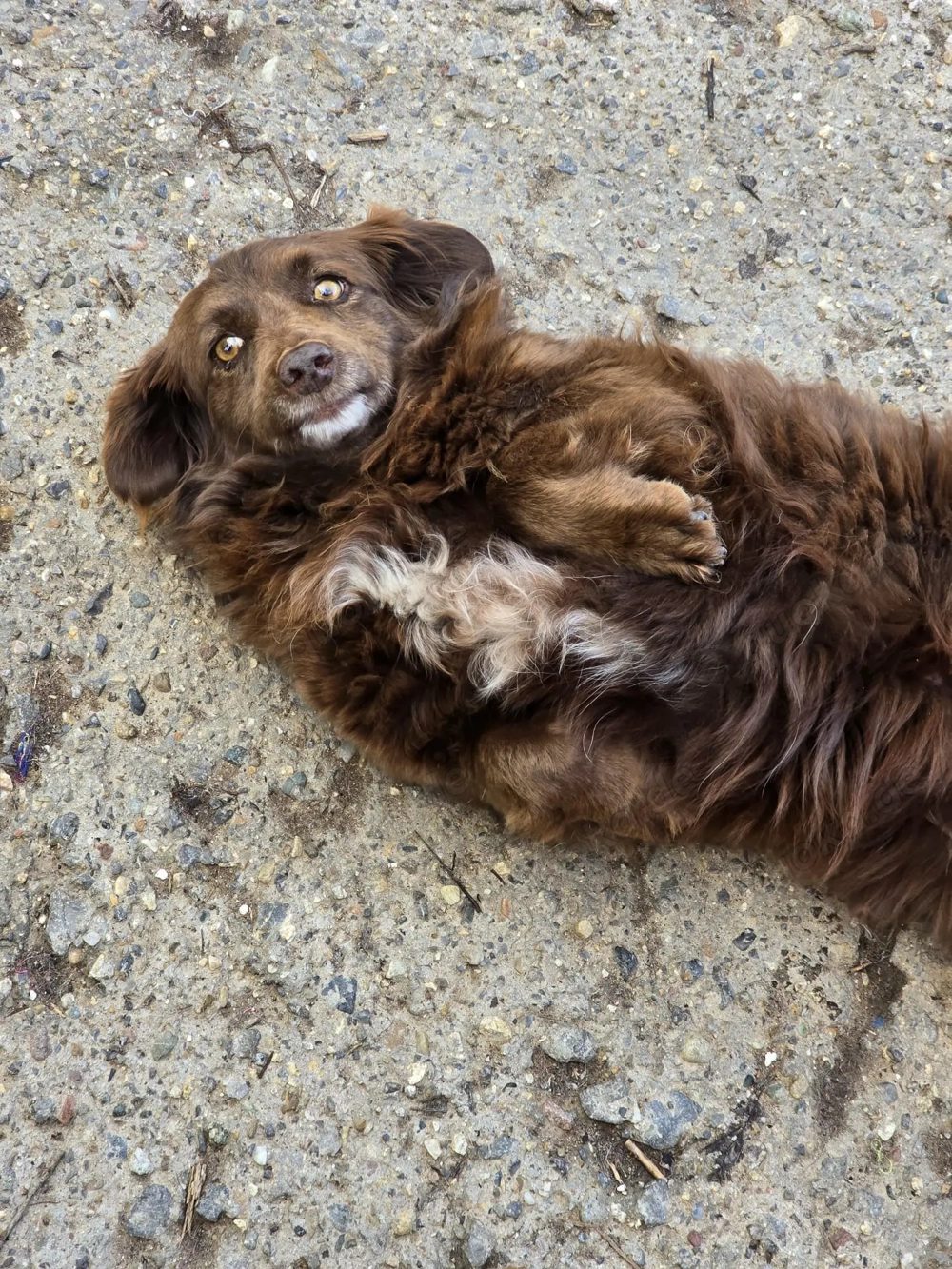 Emmi - verschmuste Begleiterin!