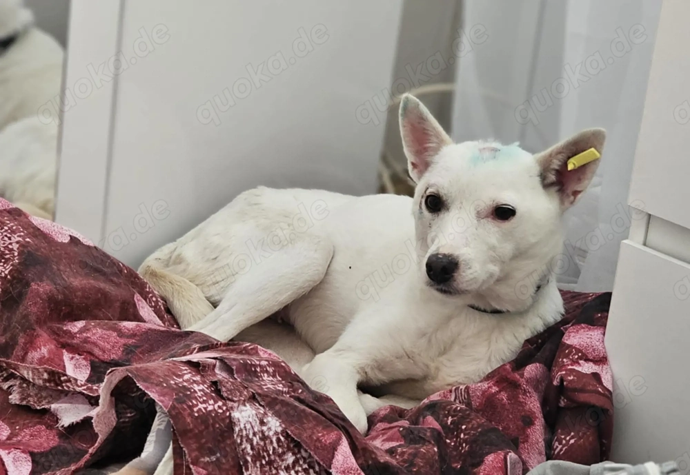 Suri - energetisch und aufgeschlossen