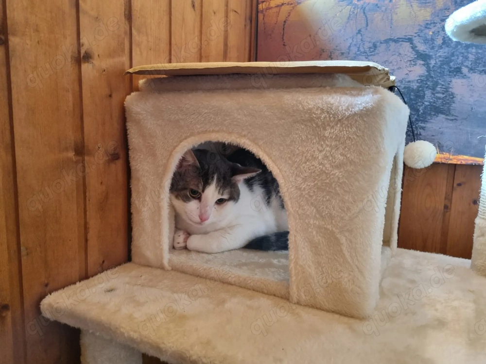 Kater abzugeben 1 J.