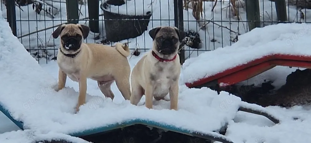 retromops welpen, 4 mon. alt rüden m. Stammbaum, Katzen gewohnt