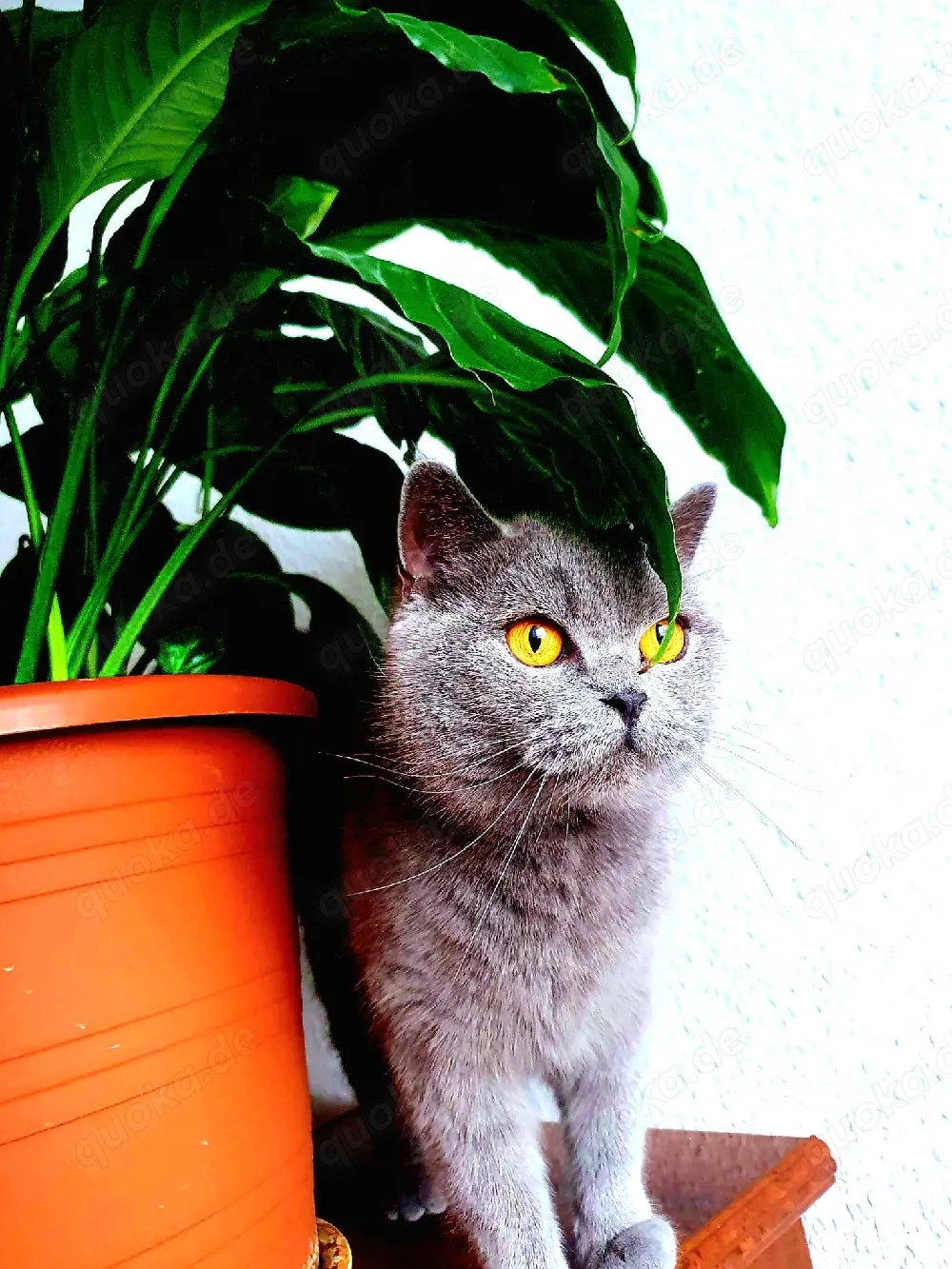 Anüta   Eine erwachsene BKH Blue Line mit Format und fertigem Charakter!