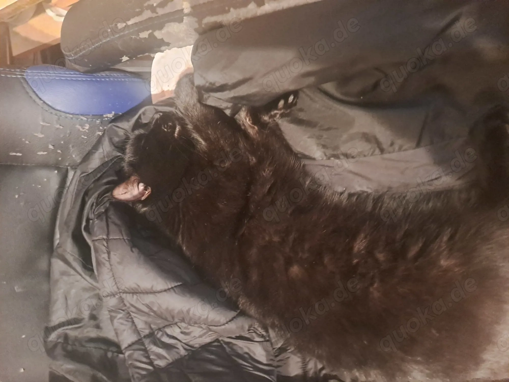 Schwarzer Kater abzugeben