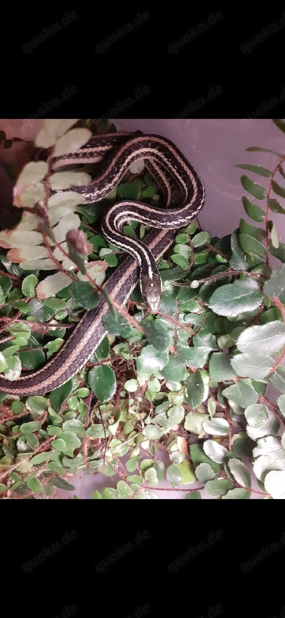 Terrarien und zubehör gesucht