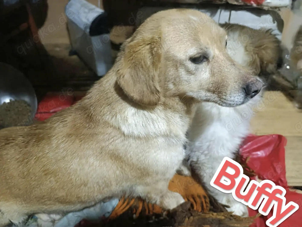 Buffy - schenkst du ihr ein liebevolles Zuhause?