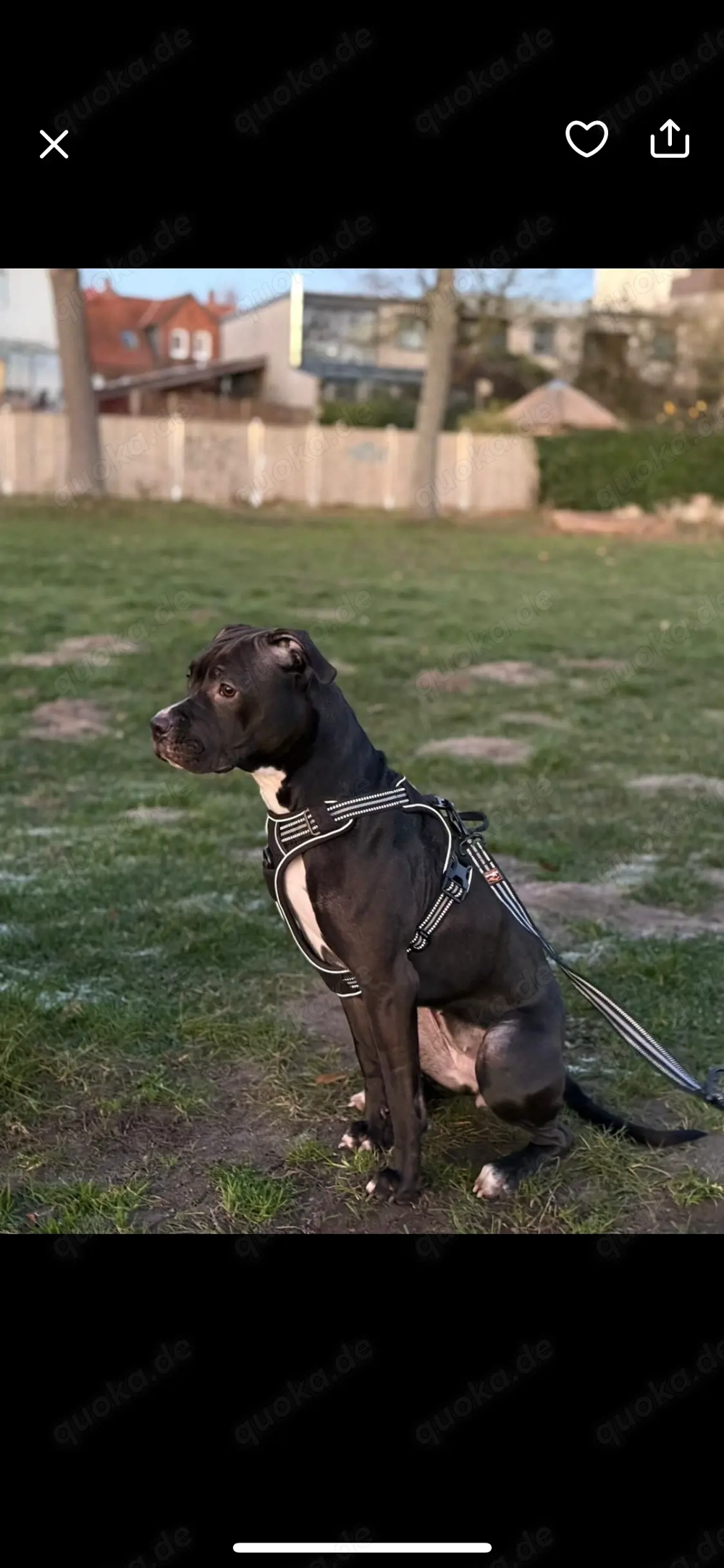 Luna sucht ein neues Zuhause 