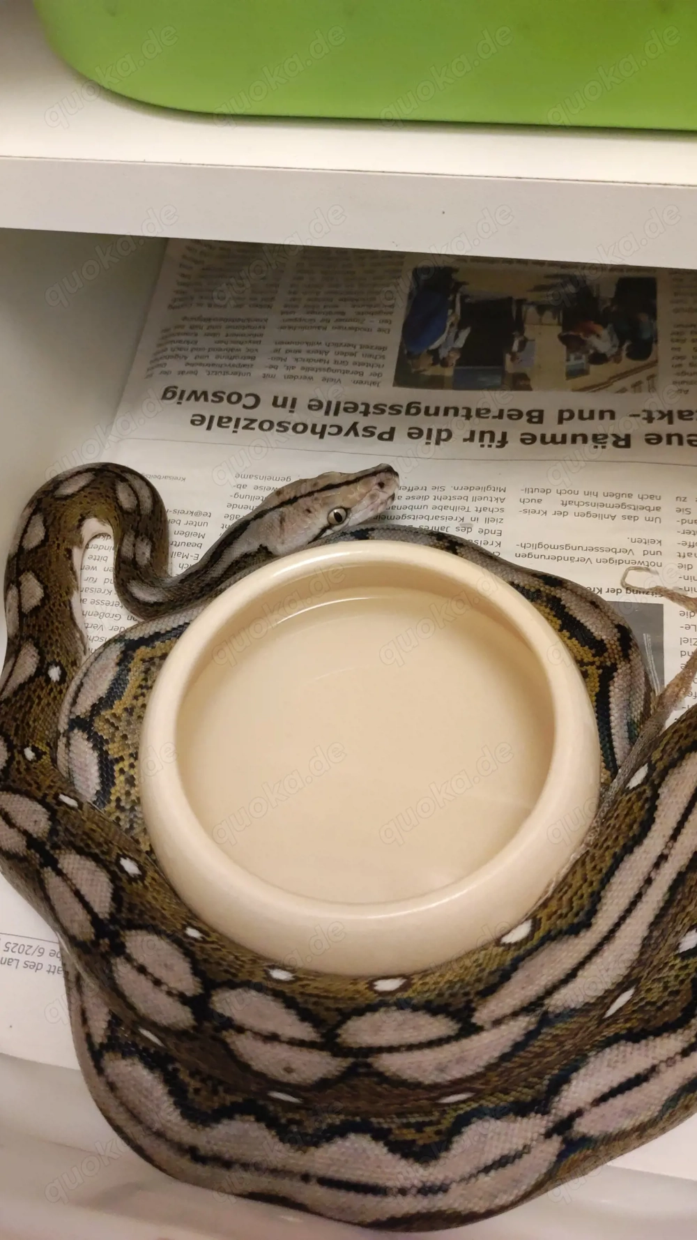 Malayopython reticulatus netzpythons 