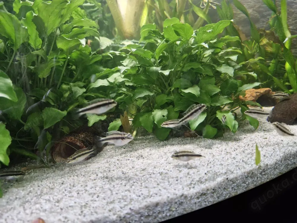 Purpurprachtbarsche pelvicachromis pulcher 