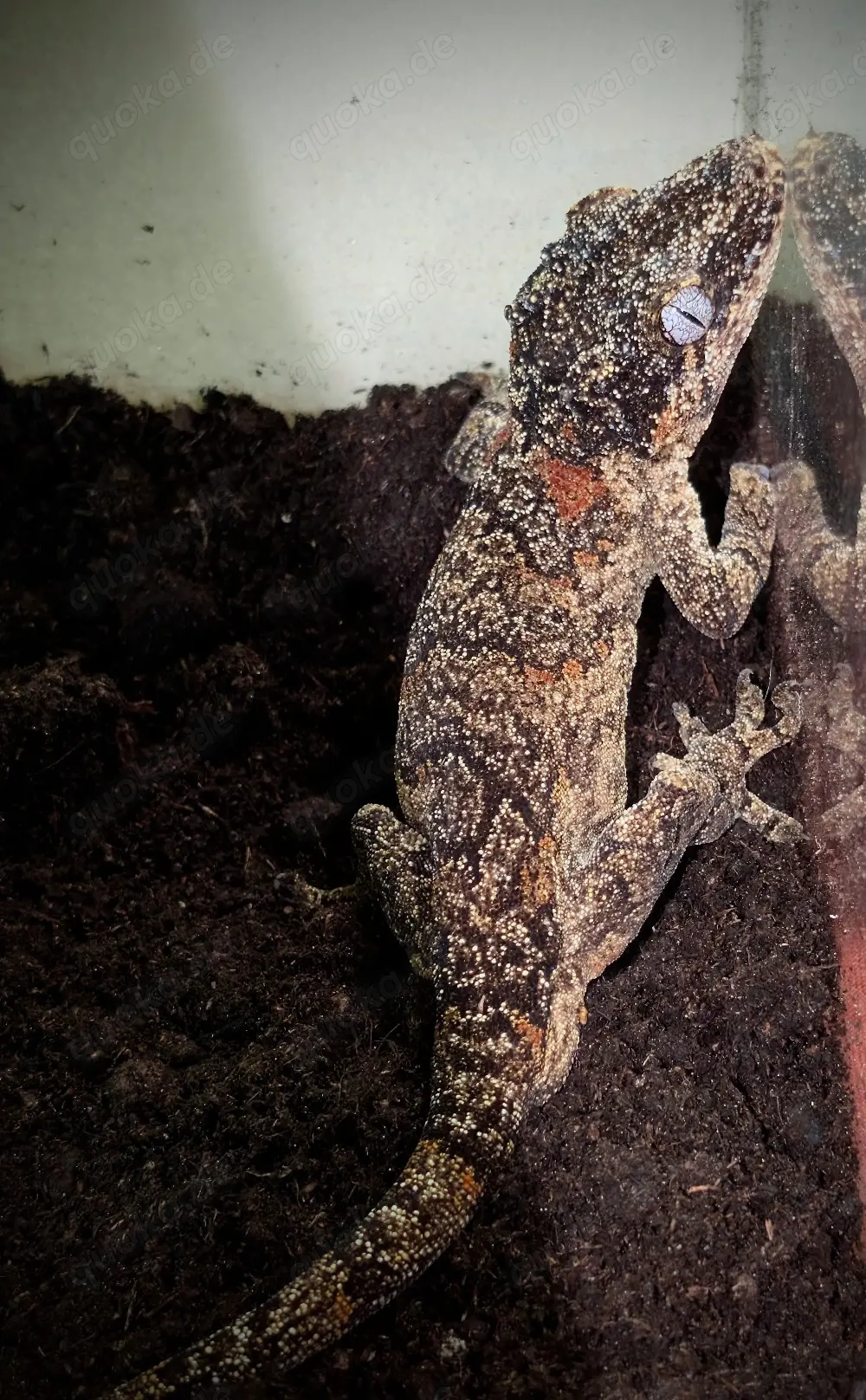 Rhacodactylus auriculatus  Höckerkopfgecko Männchen  1.0