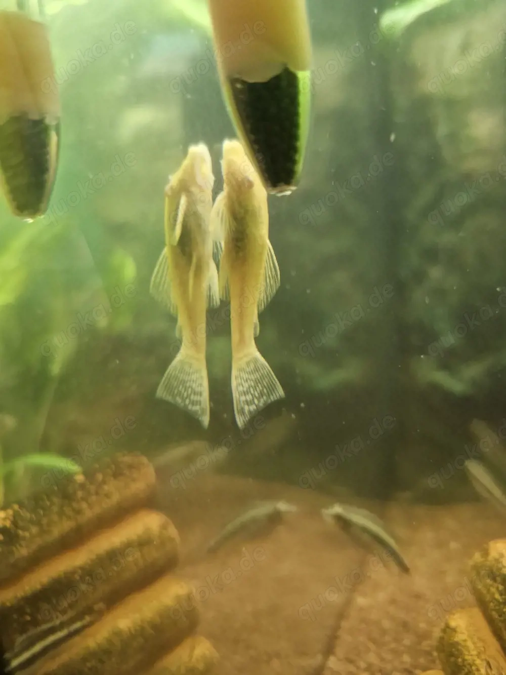 Goldene Antennenwelse, knutschies, L144