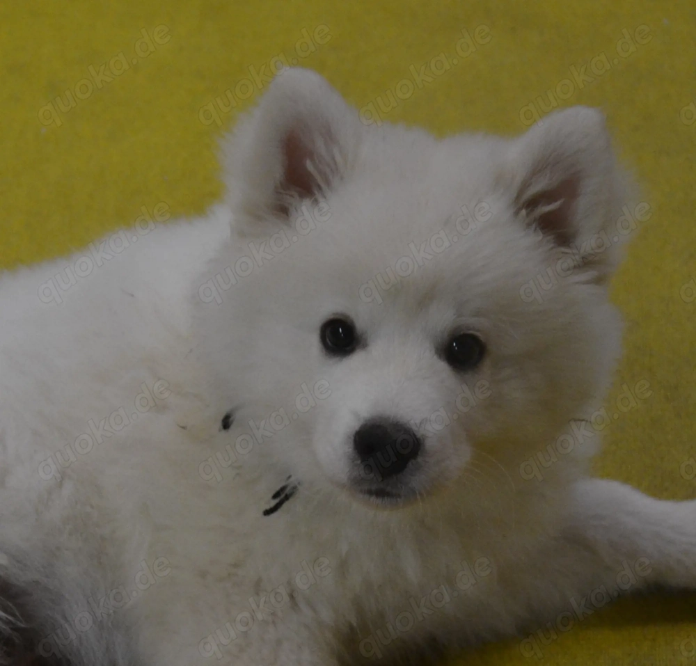 Spitz Welpen, Großspitz, Deutscher Spitz